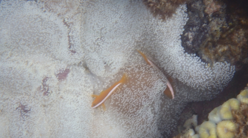 ��h���Ŗѐ�ɗD�����b�Y�_�V�����v�[�y�X�p�[�N�����O�V�����v�[�isparkling shampoo�j�z
���T�C�g